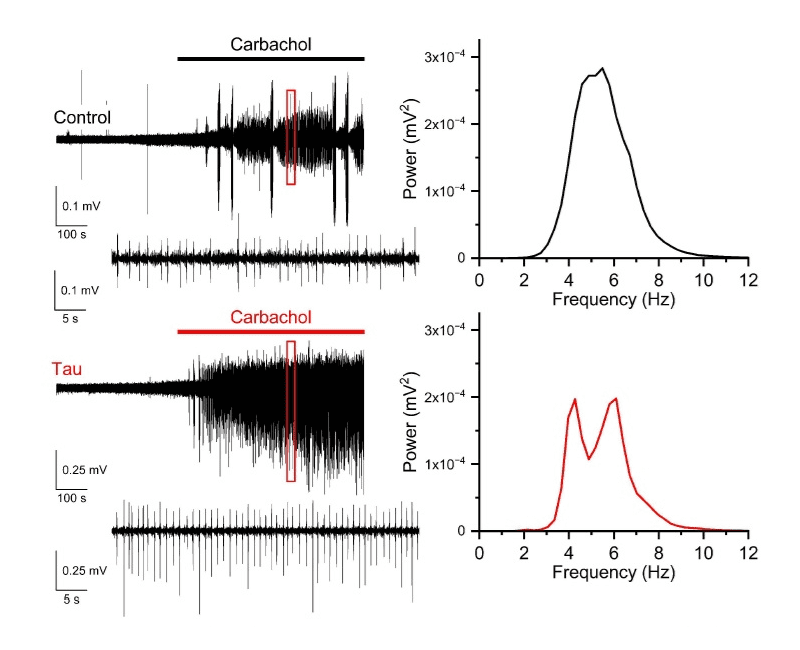 oscillations slices 3-week old mice oscillations slices 3-week old mice