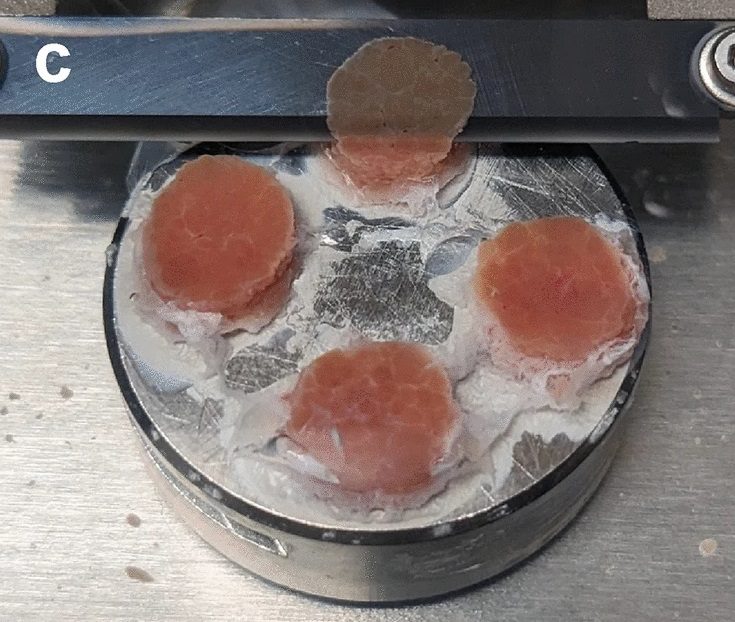 Precision Cut Liver Slices – cropped